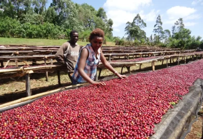 Etiyopya-Asefa-Dukamo-Honey-kahvekit-6