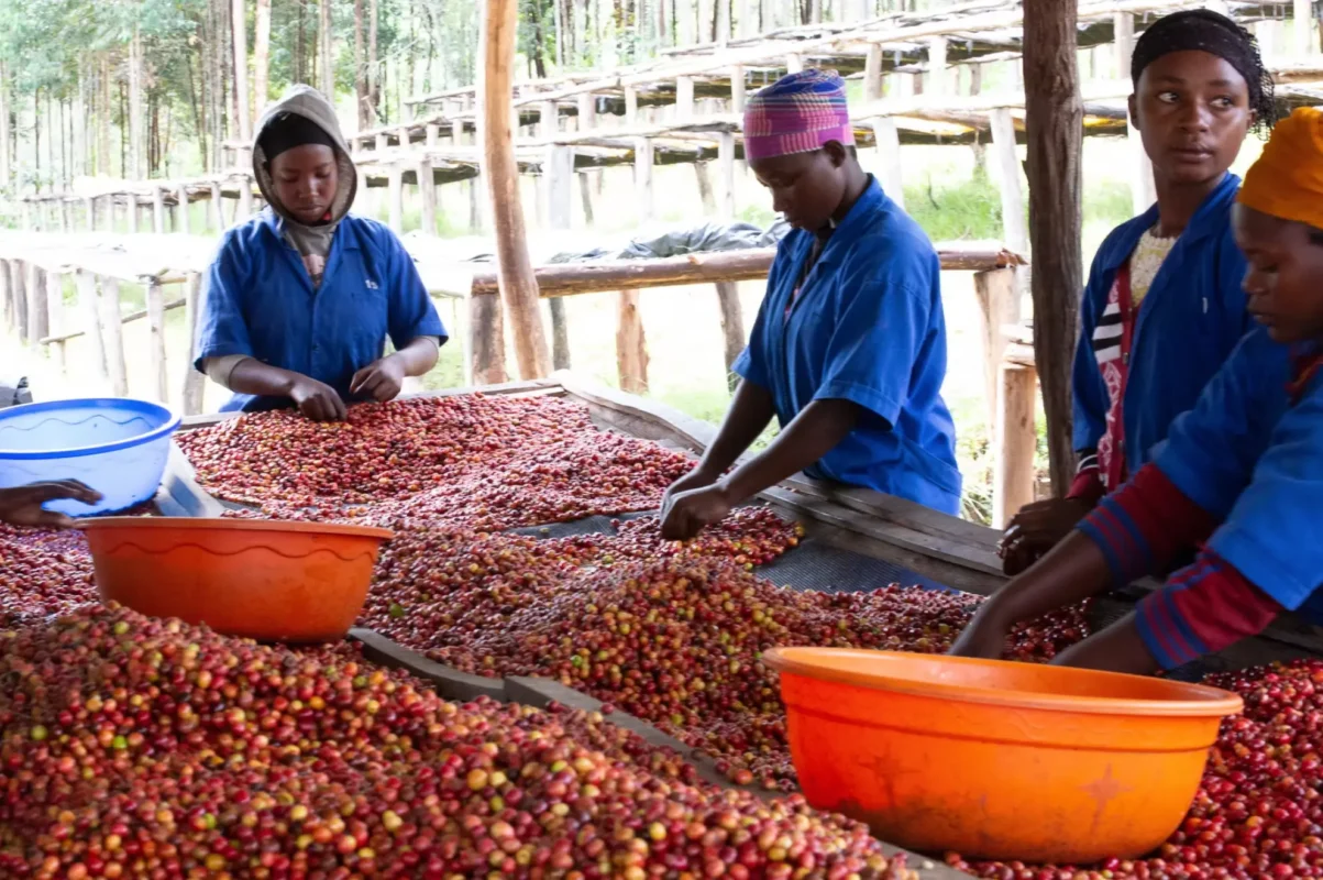 kahvekit-kahve-yıkama-istasyonu-4